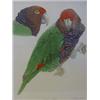 Image 1 : BUTTERWORTH, E, (ILLUSTRATOR),  LOW, R, (text) 'Amazon Parrots', 1983, Basilisk Press folio in si...