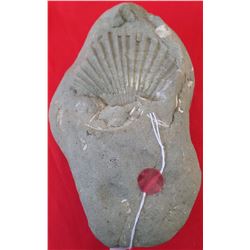 Large Shell Fossil