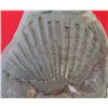 Image 2 : Large Shell Fossil