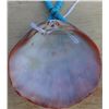 Image 3 : Turquoise Inlaid Shell With Coral Necklace