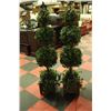 Image 1 : PAIR OF TOPIARY TREES