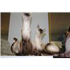 Image 1 : SIAMESE CAT LAMP