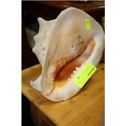 CONCH SEASHELL