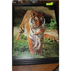 MOTHER TIGER CARRYING BABY TIGER - FRAMED PICTURE