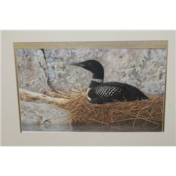 LIMITED EDITION LOON PRINT "SUNRISE" - 560/950