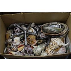 ESTATE SEASHELL COLLECTION