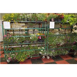 HANGING FLOWER BASKET SOLD SATURDAY FOR $10