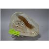 Image 1 : CONCH