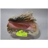 Image 1 : CONCH