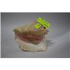 Image 1 : CONCH