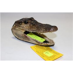 ALLIGATOR HEAD