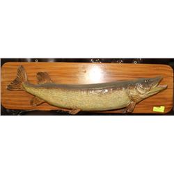 LARGE STUFFED & MOUNTED NORTHEN PIKE