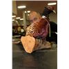 Image 1 : STUFFED PHEASANT