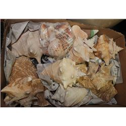 BOX WITH 7 LARGE CONCH SHELLS & SMALLER SHELLS