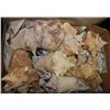Image 1 : BOX WITH 7 LARGE CONCH SHELLS & SMALLER SHELLS
