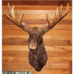 MOOSEHEAD MEASURED BY BOONE & CROCKETT SOCIETY