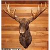 Image 1 : MOOSEHEAD MEASURED BY BOONE & CROCKETT SOCIETY