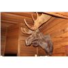 Image 2 : MOOSEHEAD MEASURED BY BOONE & CROCKETT SOCIETY
