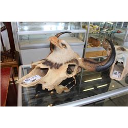 NICELY CRAFTED FRANKLIN MINT CERAMIC BULL SKULL