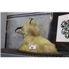 Image 1 : PROFESSIONALLY TAXIDERMIED MOUNTAIN GOAT HEAD MOUNT