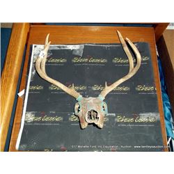 ENGLISH MOUNT DEER SKULL