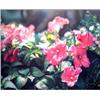 Image 1 : Ray Harer (20th Century) American, FLOWERS, acrylic painting on canvas, 47 1/2 x 59 1/2". $600/...