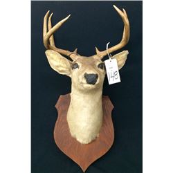 Trophy Deer Head Mount