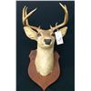 Image 1 : Trophy Deer Head Mount