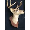 Image 2 : Trophy Deer Head Mount