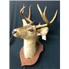 Image 3 : Trophy Deer Head Mount