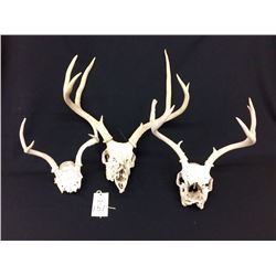 Group of 3 Deer Head Skulls / Racks