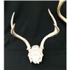 Image 4 : Group of 3 Deer Head Skulls / Racks