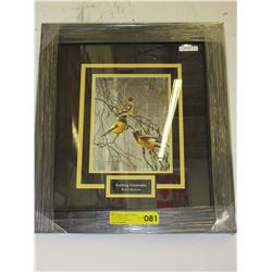 Robert Bateman print - "Evening Grosbeaks"