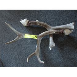 Pair of deer antlers