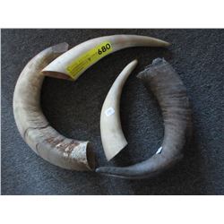 4 Animal horns