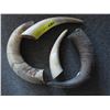 Image 1 : 4 Animal horns