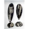 Image 2 : Collection of Orthoceras Fossils
