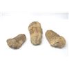 Image 2 : 3 Trilobite Fossils
