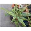 Image 1 : LIVE PLANT - Fern