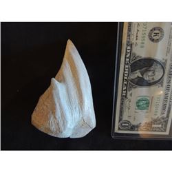 GODZILLA 1998 SCREEN USED TOOTH