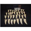 Image 1 : JURASSIC PARK T REX TEETH HUGE LOT COMPLETE SET?