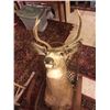 Image 2 : Snow Shoe Chair and Deer Mount