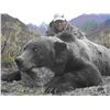 Image 1 : 10 Day Alaskan Grizzly Bear Hunt for 1 Hunter