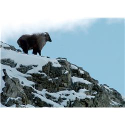 5 day New Zealand Tahr Hunt