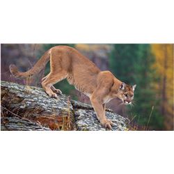Commissioners Tag for Mountain Lion
