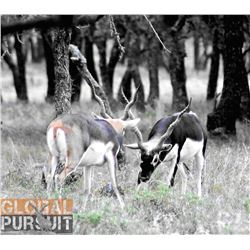 2 day blackbuck antelope hunt