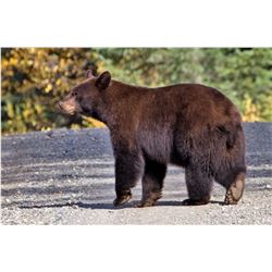 Commissioners Tag for Bear