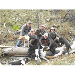 5 Day Bear Hunt with Hounds