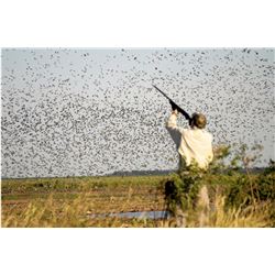 Argentina Dove Hunt for 4 for 3 days
