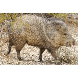 Commissioners Tag for Javelina